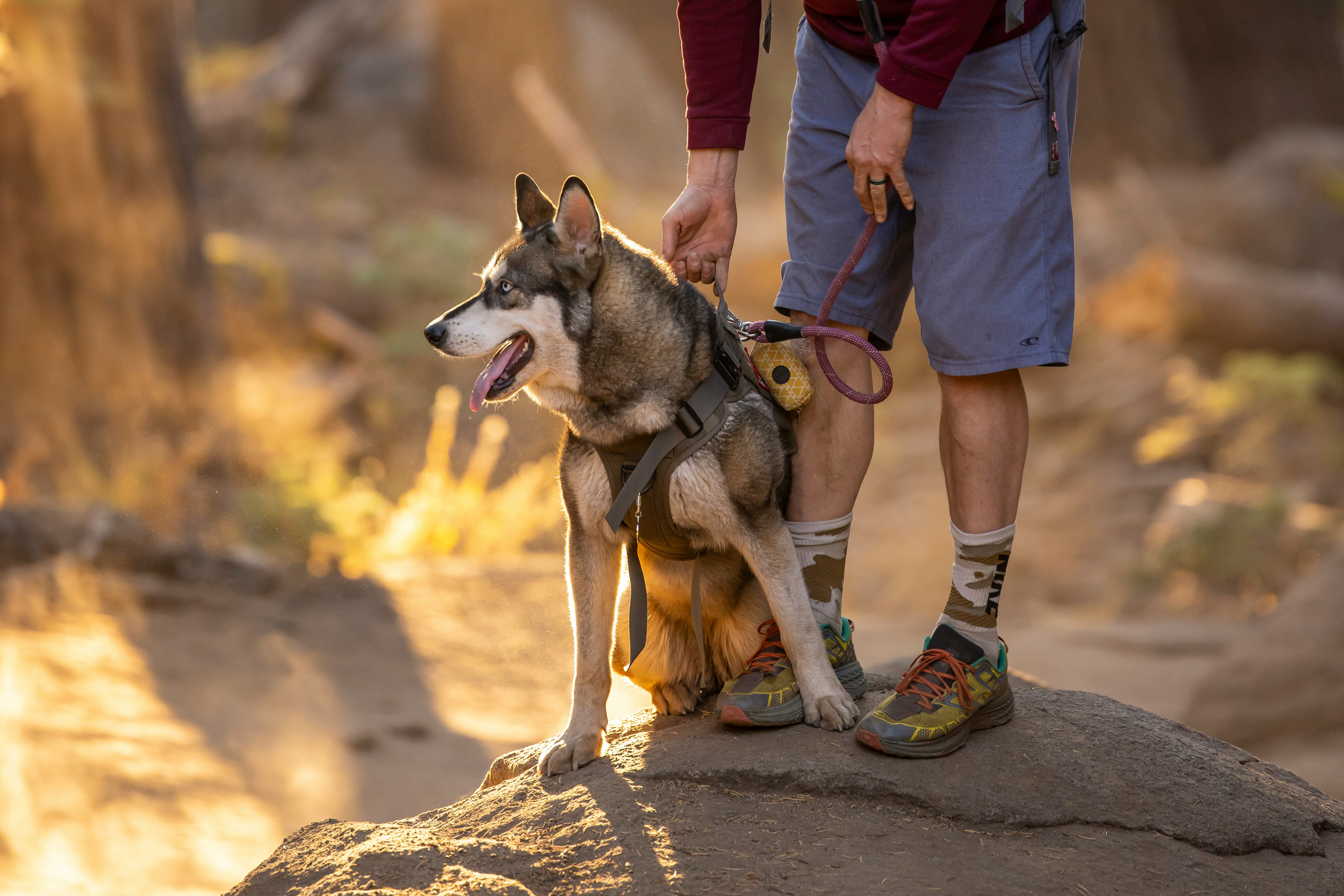 man in blue denim shorts and blue shirt walking with siberian husky on road during daytime